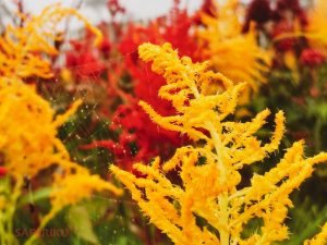 Bunga Celosia