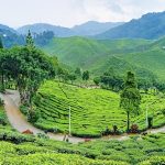 Terbuai Cameron Highlands Malaysia