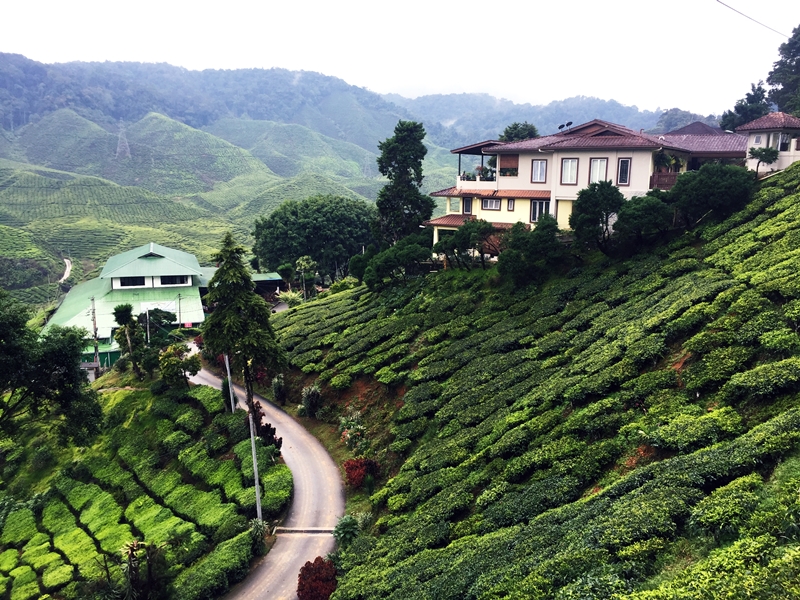 Terbuai Cameron Highlands Safariku34